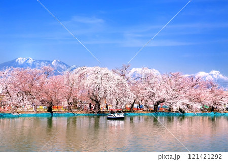 臥竜公園の桜 121421292