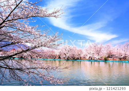 臥竜公園の桜 臥竜公園の桜 121421293