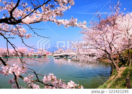 臥竜公園の桜 121421295