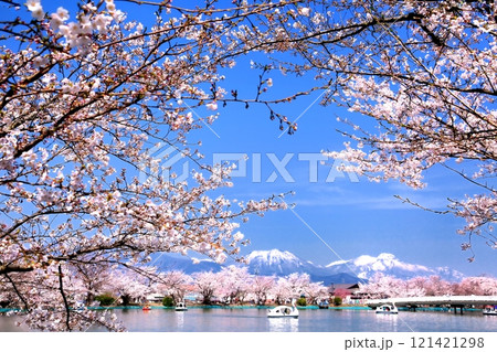 臥竜公園の桜 121421298