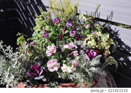 フリルパンジーの寄せ植え＆寄せ鉢 121421510