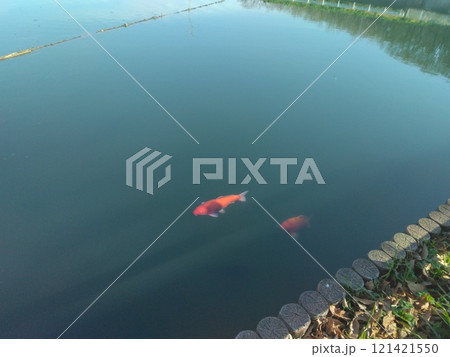 池と二匹のオレンジ色の魚 池と二匹のオレンジ色の魚 121421550