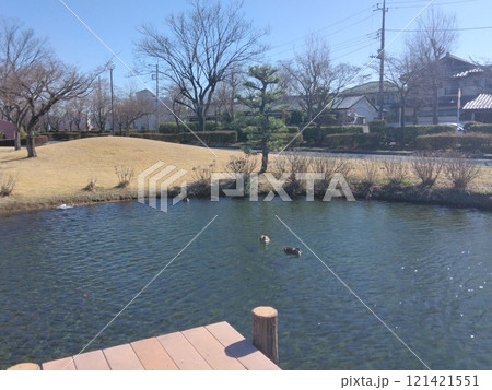 池と二羽のカモと木 121421551