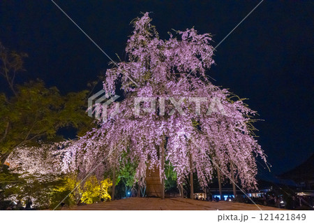 東寺　夜桜ライトアップ　満開の不二桜 121421849