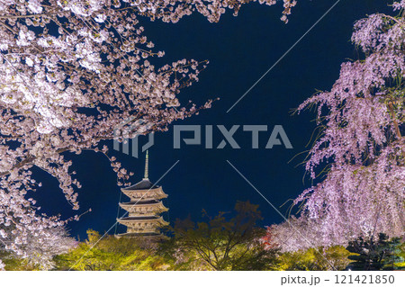 東寺　夜桜ライトアップ　五重塔と満開の不二桜 121421850