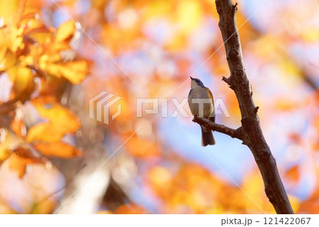 ルリビタキ 121422067