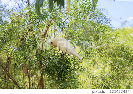 テンジクバタン、オーストラリア原産のバタンインコ 121422424
