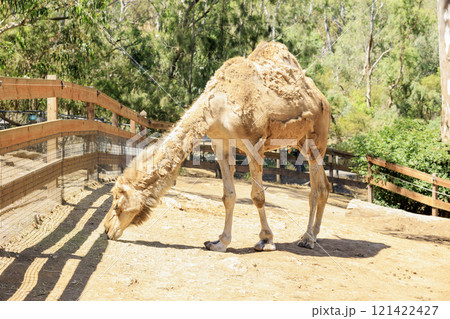 アデレードのワイルドパークにいる食事中のラクダ 121422427