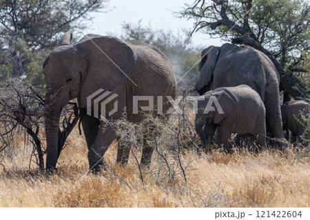 Elephant herd grazing in Etosha 121422604