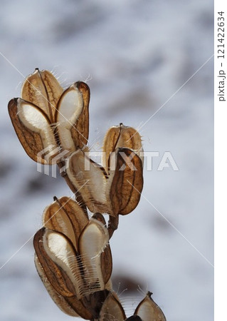 初冬の森のウバユリ 121422634