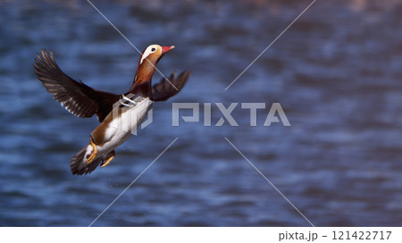 飛び立つオシドリ 飛び立つオシドリ 121422717