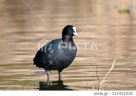 ツル目クイナ科オオバン属 オオバン ツル目クイナ科オオバン属 オオバン 121422820