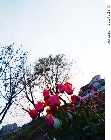 ピンクのチューリップと美しい空と木々 121422847