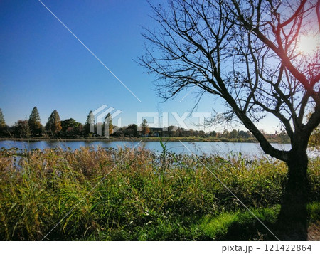 緑地と川、木々に差し込む太陽 121422864