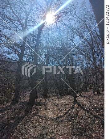 秋の木々と輝く太陽の風景 121422872