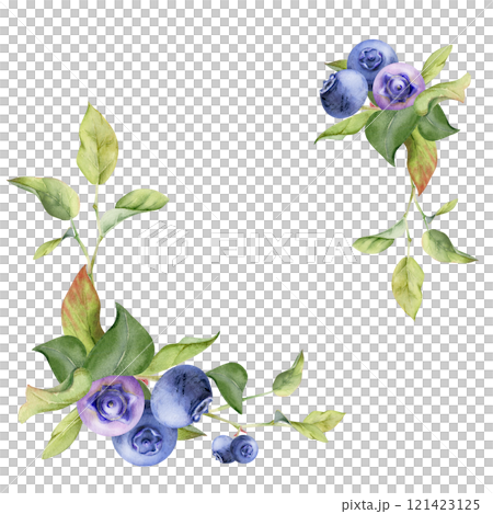 Blueberry blackberry bunch with green leaves on branch, hand drawn in watercolor, ripe forest berry. Isolated botanical illustration corner garland frame for recipe book, menu, wedding, farmers market Blueberry blackberry bunch with green leaves on branch, hand drawn in watercolor, ripe forest berry. Isolated botanical illustration corner garland frame for recipe book, menu, wedding, farmers market 121423125
