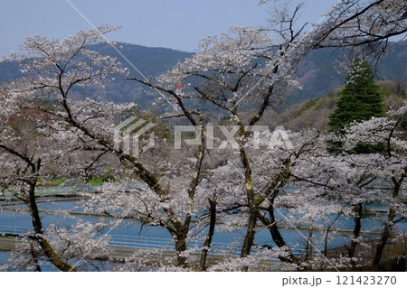 沈殿池と満開の桜　【相模原市津久井　4月】 121423270