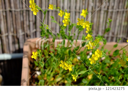 プランターに咲く小松菜の花 【相模原市津久井 4月】 プランターに咲く小松菜の花 【相模原市津久井 4月】 121423275