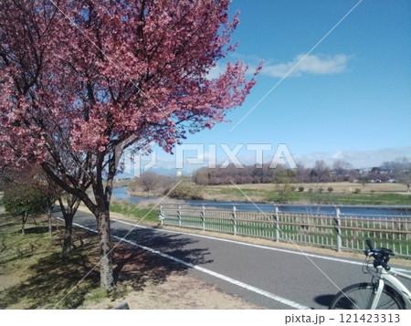 桜の木、自転車道、自転車、川 121423313