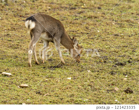 草を食べる奈良公園の子鹿 121423335