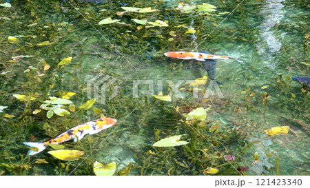 モネの池(名もなき池)岐阜県関市 モネの池(名もなき池)岐阜県関市 121423340