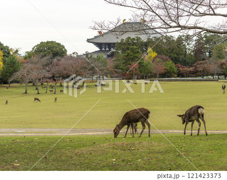 秋の奈良公園春日野園地と鹿の群れ 秋の奈良公園春日野園地と鹿の群れ 121423373