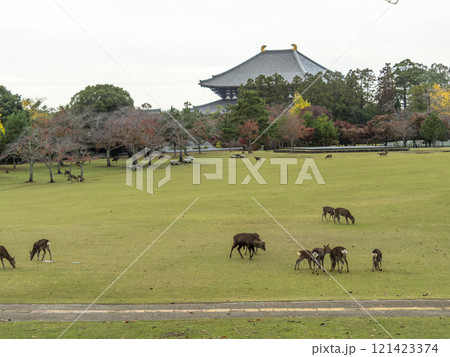 秋の奈良公園春日野園地と鹿の群れ 秋の奈良公園春日野園地と鹿の群れ 121423374