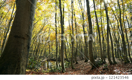 美人林　新潟県十日町 121423546