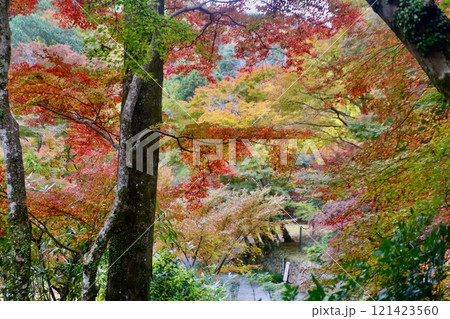 正暦寺の紅葉・龍神平(奈良県・菩提山町) 正暦寺の紅葉・龍神平(奈良県・菩提山町) 121423560