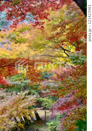 正暦寺の紅葉・龍神平（奈良県・菩提山町） 121423561