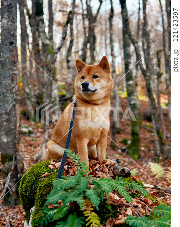 A Shiba Inu dog on a leash sits in an autumn forest among the trees, looking attentively into the distance. A Shiba Inu dog on a leash sits in an autumn forest among the trees, looking attentively into the distance. 121423597