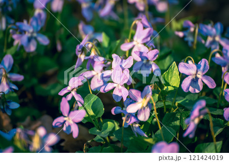 Viola reichenbachiana. Common Violet. Small purple flowers in forest at early spring 121424019