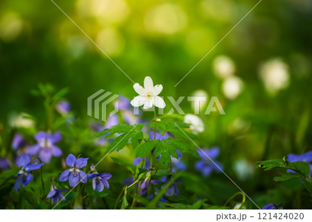 Viola reichenbachiana and white anemone. Common Violet. Small purple flowers in forest at spring Viola reichenbachiana and white anemone. Common Violet. Small purple flowers in forest at spring 121424020