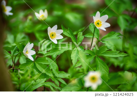 White anemone flowers growing in spring forest, natural seasonal background 121424025