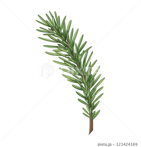 Spruce twigs for organic home decor, gifts, festive bouquets and wreaths. Eco friendly Christmas, seasonal events. Natural materials, environmentally friendly design elements. Isolated illustration Spruce twigs for organic home decor, gifts, festive bouquets and wreaths. Eco friendly Christmas, seasonal events. Natural materials, environmentally friendly design elements. Isolated illustration 121424169