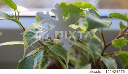 Figurine in Snowflake Form Between Green Leaves Of Home Plant on a Windowsill. Domestic Plants Care in Winter Time. Snowflake on a Green Leaves Detailed View Figurine in Snowflake Form Between Green Leaves Of Home Plant on a Windowsill. Domestic Plants Care in Winter Time. Snowflake on a Green Leaves Detailed View 121424676