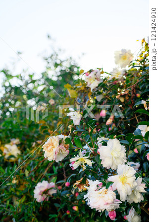 さざんかの花 121424910