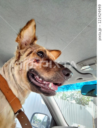 poor dog with many wound on head in a car 121424949