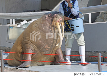 アザラシのショー 121425032