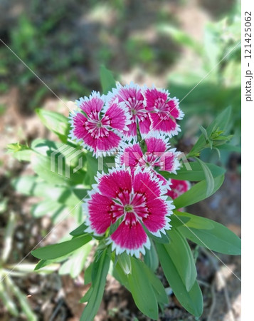 散歩中に見つけた花 121425062