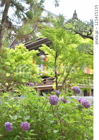 智積院の紫陽花と金堂 121425135