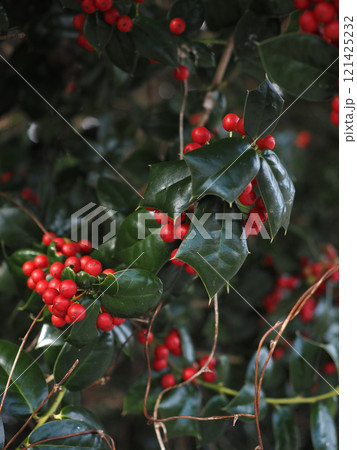 赤い実をつけたセイヨウヒイラギ 赤い実をつけたセイヨウヒイラギ 121425232