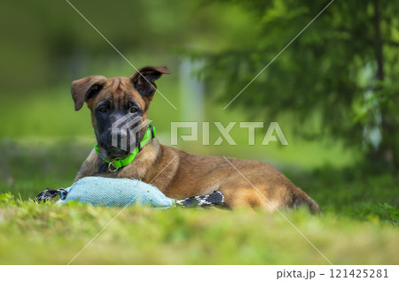 Belgian Shepherd malinois puppy lying under the spruce tree on the grass in the park. Selective focus Belgian Shepherd malinois puppy lying under the spruce tree on the grass in the park. Selective focus 121425281