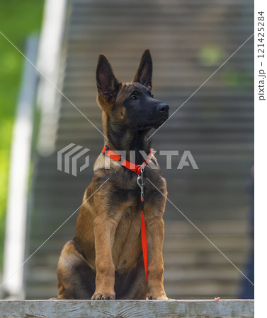 Portrait of a purebred belgian shepherd malinois dog with orange collar Portrait of a purebred belgian shepherd malinois dog with orange collar 121425284