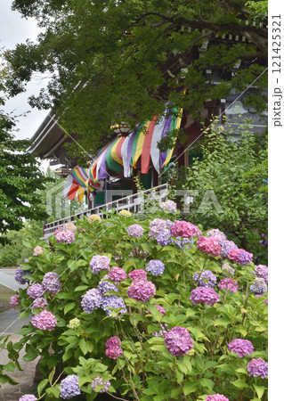智積院の紫陽花と金堂 121425321