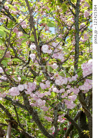 能登の古刹に咲く満開の菊桜 1 121425364