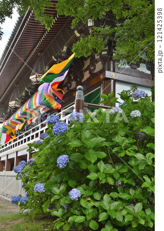 智積院の紫陽花と金堂 121425398