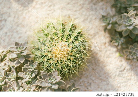 cactus planted in a botanical garden. 121425739