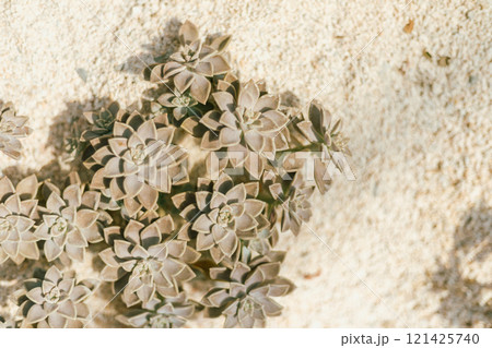 planted in a botanical garden. planted in a botanical garden. 121425740