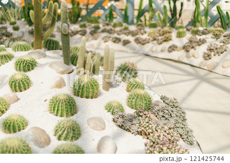 cactus planted in a botanical garden. 121425744